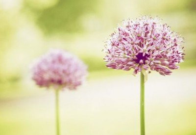 情感语录大全:最幸福的是我爱你,刚好你也爱我!